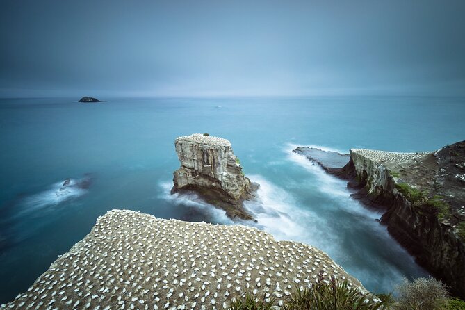 Muriwai Scenic Gannet & Wine Experience incl. Lunch – Day Tour From Auckland